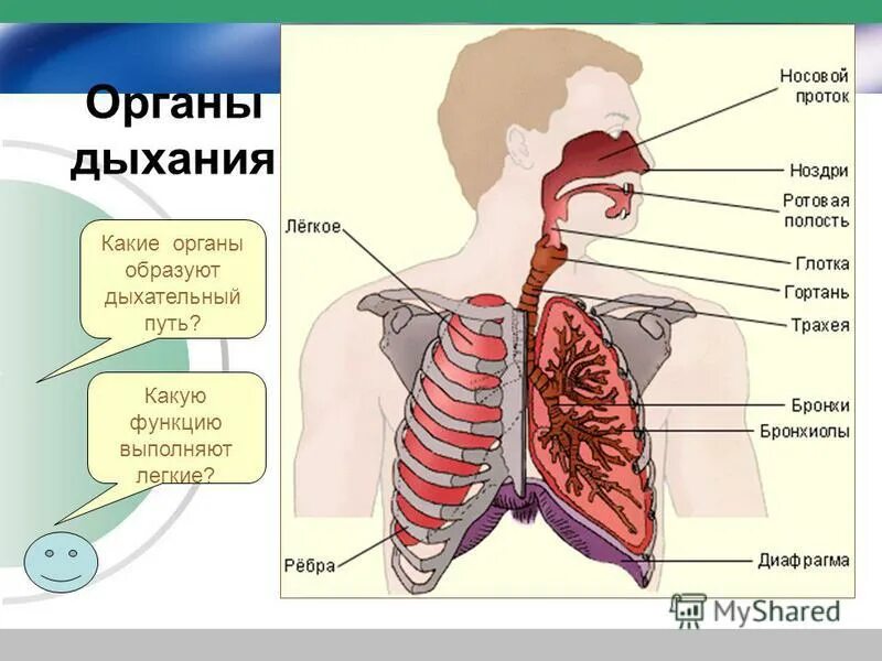 Какие функции выполняют легкие человека. Какие функции выполняют легкие человека