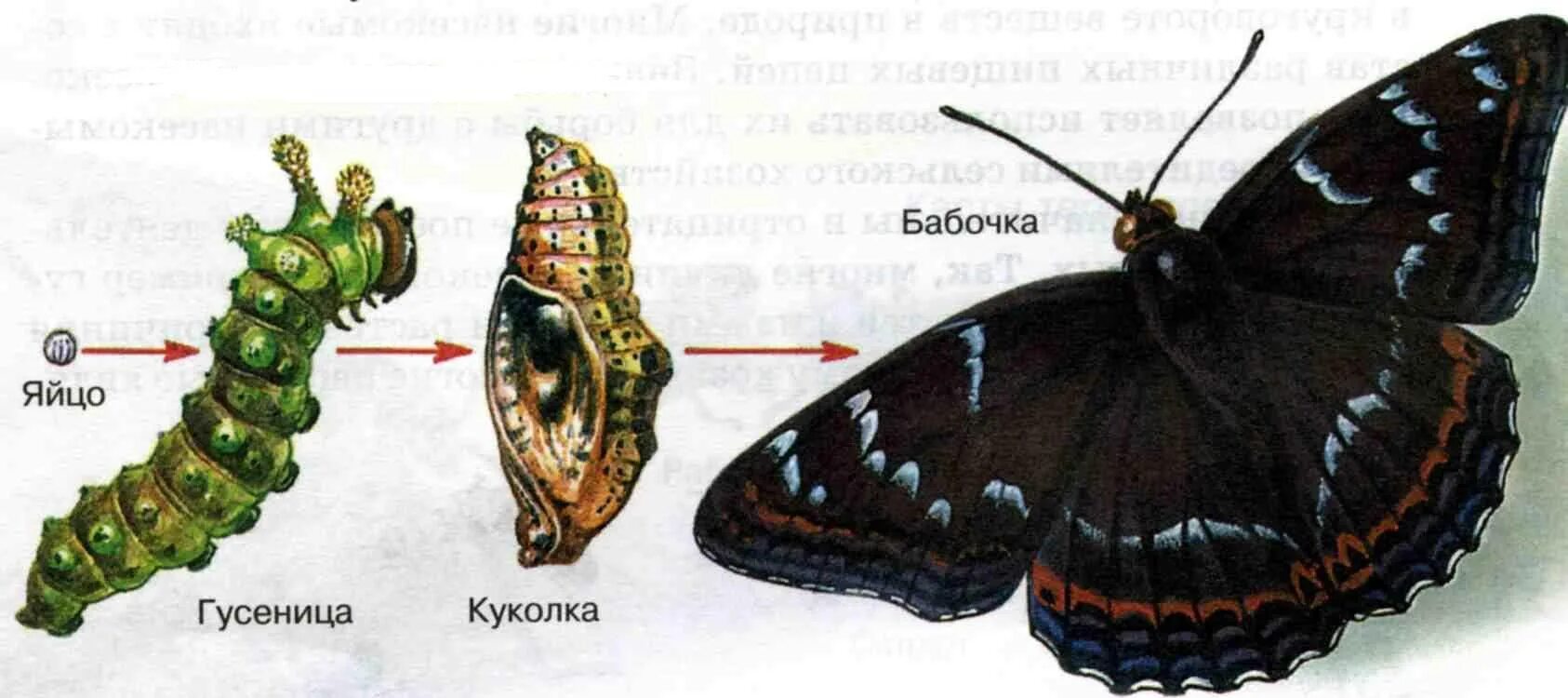 Стадии гусеница бабочка. Яйцо личинка бабочка стадия развития. Личинка гусеница куколка бабочка. 4 Стадии развития бабочки яйцо, гусеница, куколка и бабочка.. Гусеница — яйцо — куколка — личинка.