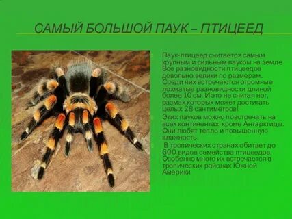 Тарантул описание