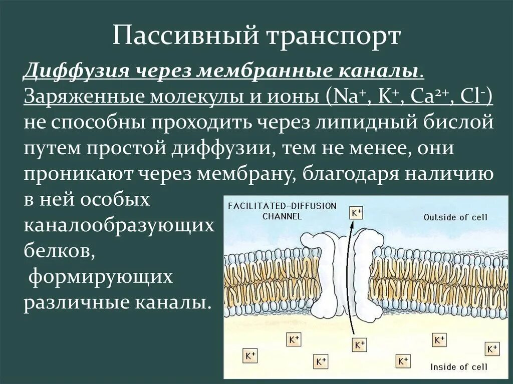 Диффузия какой транспорт. Механизм пассивного транспорта ионов через мембрану. пассивный транспорт веществ через мембрану диффузия. пассивный транспорт веществ через клеточную мембрану. каковы характеристики пассивного транспорта ионов через мембрану?.