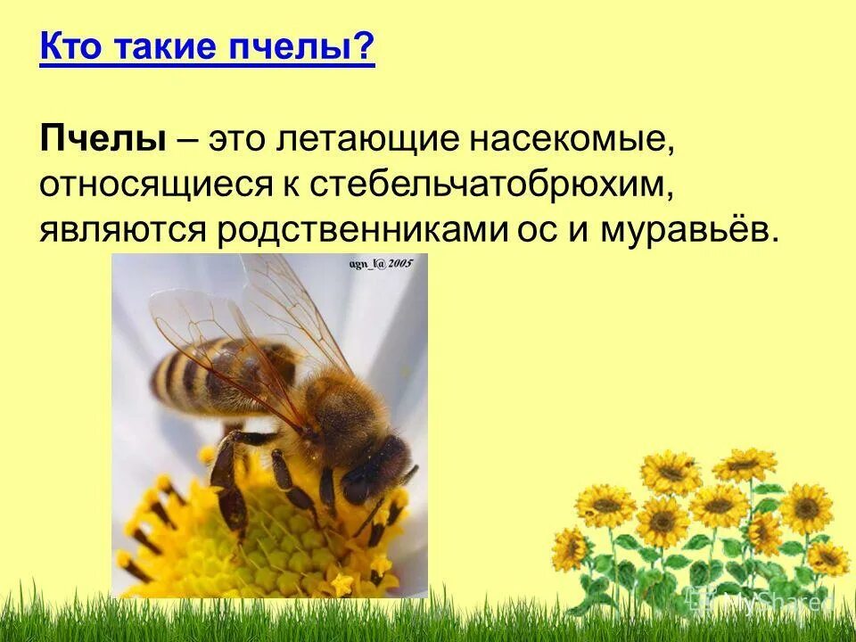 Почему пчелы относятся к насекомым. Кто такие пчелы. Пчелы относятся к классу насекомых. Посему пчёл относят к насикомым.