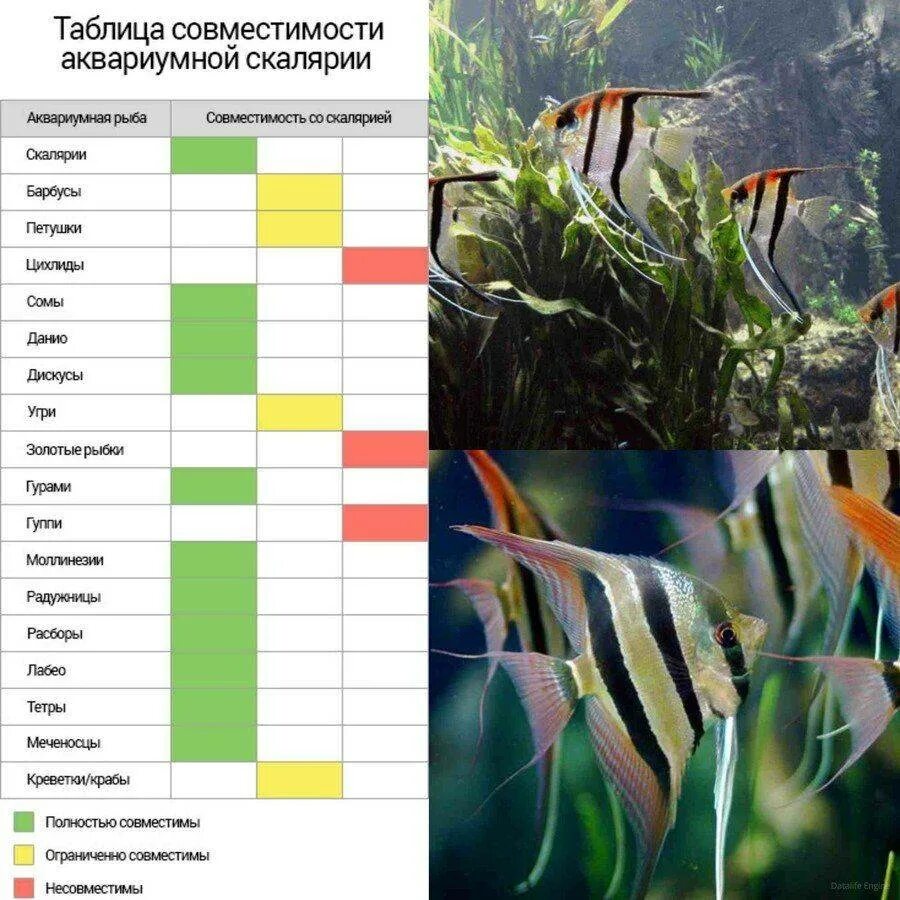 С какими рыбками можно держать. Скалярии аквариумные совместимость с другими рыбками таблица. Барбус рыбка аквариумная совместимость. Скалярия рыбка совместимость с другими рыбами таблица. Скалярии аквариумные рыбы совместимость.