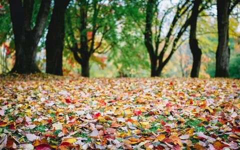 Many leaves
