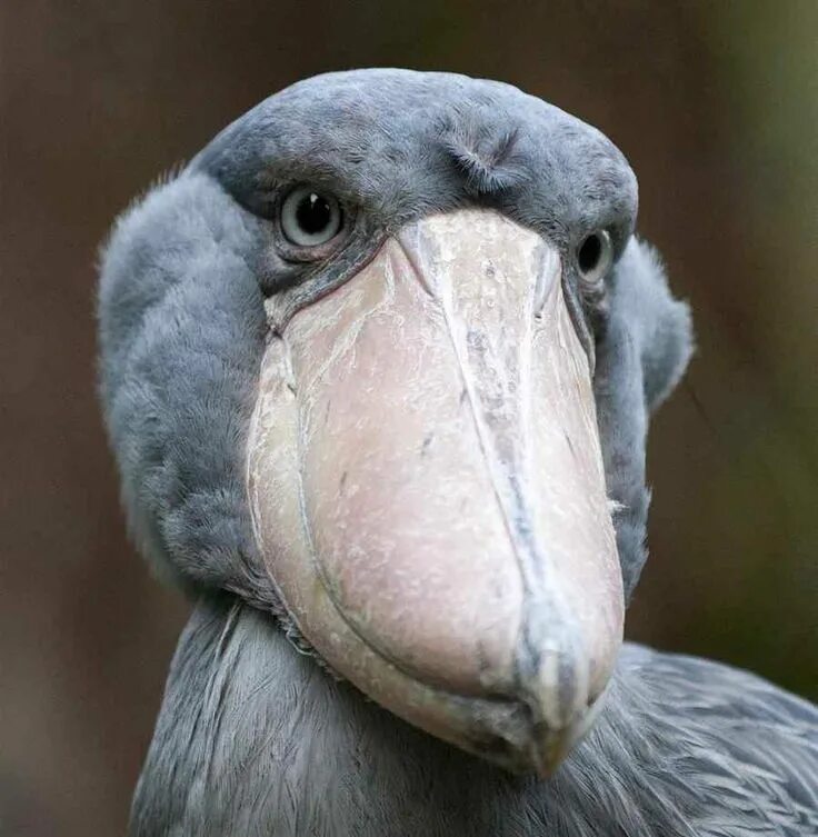 Ueno zoo, Tokyo, Japan Shoebill stork, Shoebill bird, Shoebill