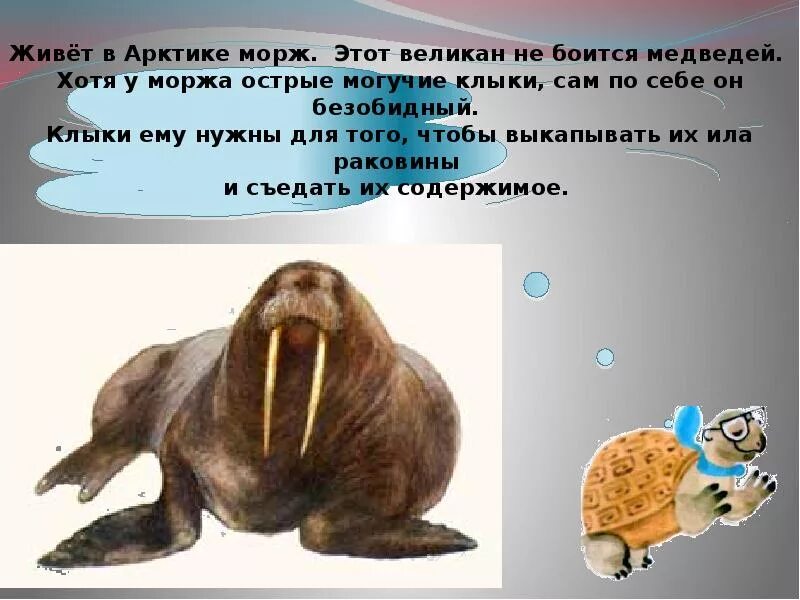 Клык моржа. У моржа острые Могучие клыки. Морж обитает.