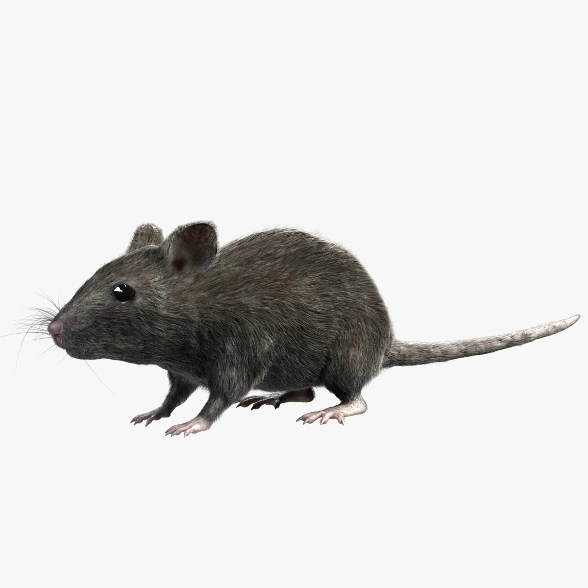 Секреты серой мыши. Серая мышь. Мышка серая. Домовая мышь. Мышь обычная серая.