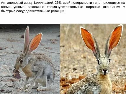 Зайчик реакции