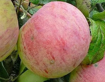 Яблони для урала