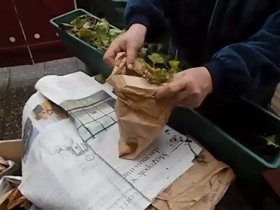 Как сохранить герань зимой в подвале. Как сохранить герань зимой в подвале