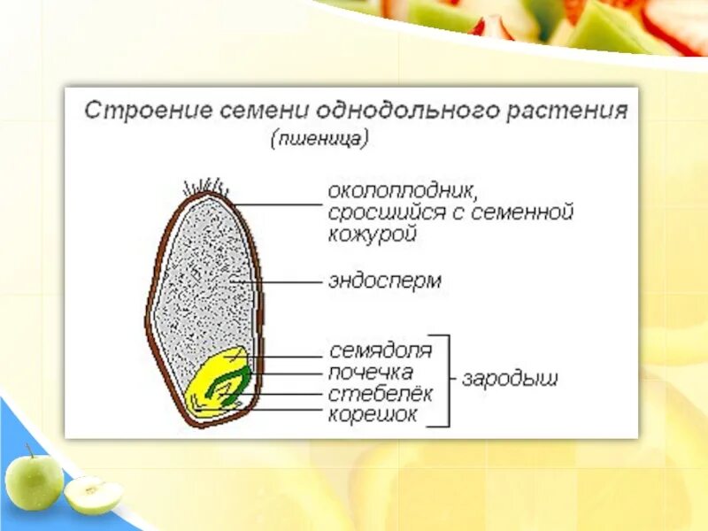 Схема однодольного растения. Строение семян однодольных растений 6 класс. схема строения однодольного растения. строение цветка однодольных растений 6 класс. строение семени однодольного растения.
