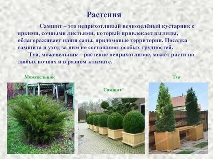 Самшит описание кустарника
