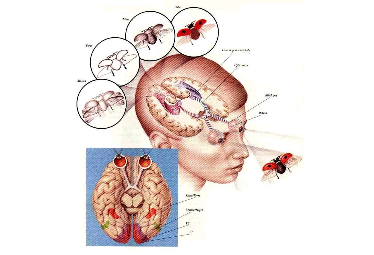 Как видеть мозгом. Глаза и мозг взаимосвязь. Восприятие информации мозгом. Зрительные образы для мозга. Зрение и мозг.