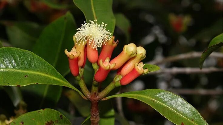 Buah Cengkeh Siap Panen