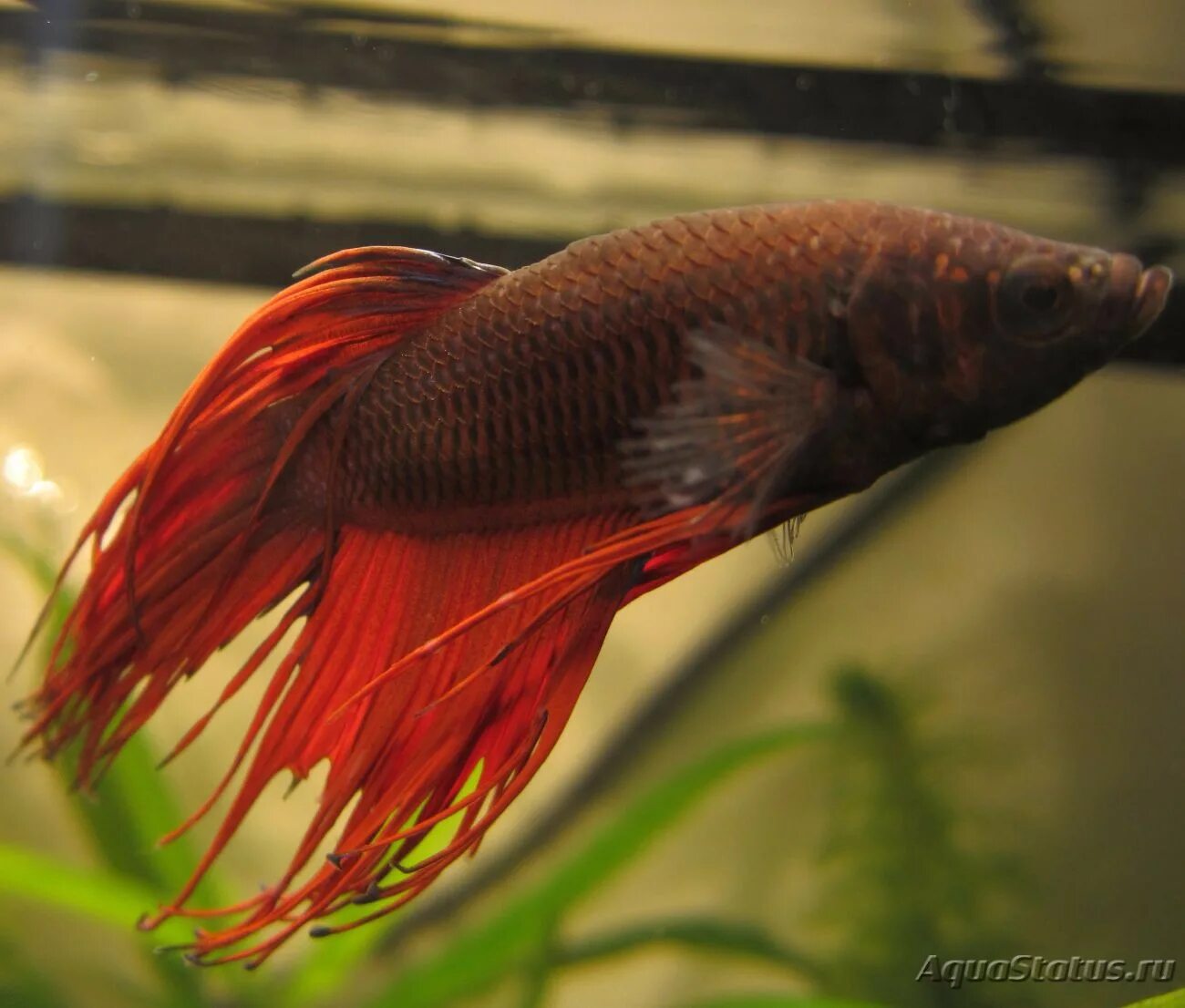 Коронохвостый петушок бойцовая рыбка. Петушки плавники. Рыбка петушок плавники. Петушок сиамский дельта. Рыбки петушки плавниковая гниль.