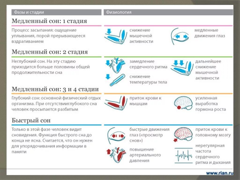 Время быстрой информации. Физиологические процессы медленного сна. Фазы физиологического сна. Фазы и стадии сна физиология. Сон человека фазы сна физиологические механизмы сна.