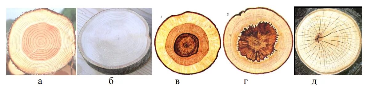 обрезка веток на кольцо. поперечный срез березы. включи срезу. спил древесины. спил дерева годичные кольца.