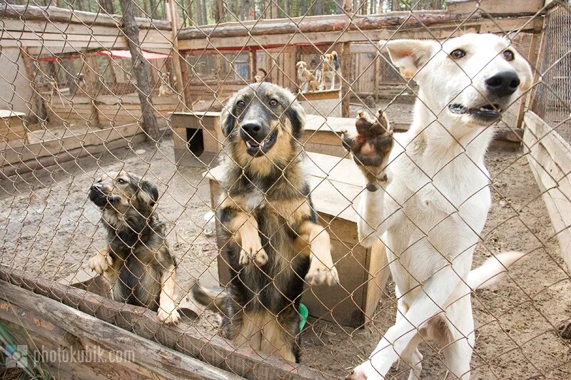 Приют брошенных животных. Западная двина приют для собак. агаповский приют для животных. приют для собак. приют для бездомных животных.
