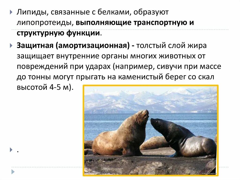Какую функцию выполняет отложение жира у кашалота. Толстый слой жира у морских млекопитающих функции. толстый слой жира у кита. для чего китообразным необходим толстый слой жира.