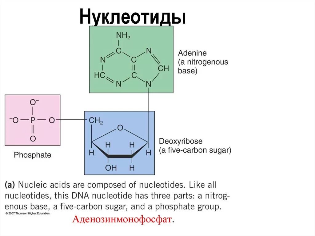 Формулы нуклеотидов. Нуклеотид формула простого. Нуклеотидов с тимином формула. Нуклеотиды примеры формул. Нуклеотиды формулы.