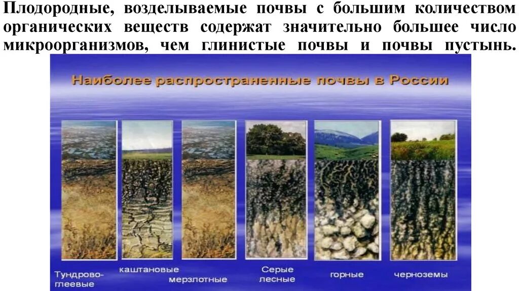 В каком районе наиболее плодородные почвы. Почвы России. Самые распространённые почвы в нашей стране. Плодородие черноземных почв в России. Самые плодородные почвы.