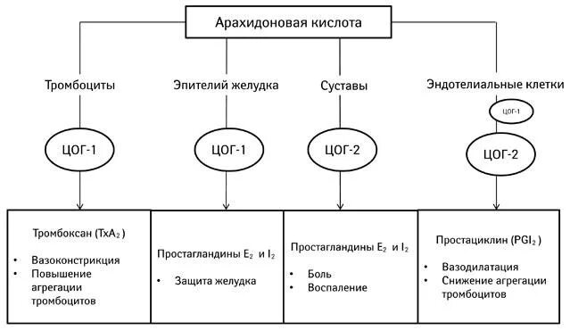 Цог 1 это. Каскад арахидоновой кислоты цог1 и цог2. цикл арахидоновой кислоты цог 1 цог 2. цог-1 и цог-2 что это. цог 1 и цог 2 механизм.