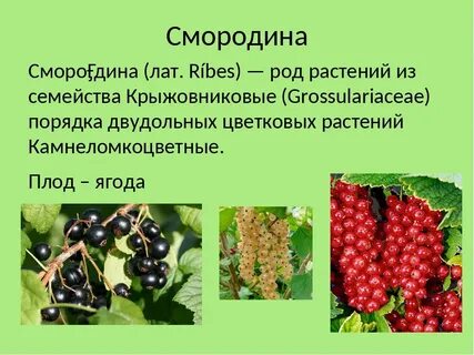 Систематика смородины красной
