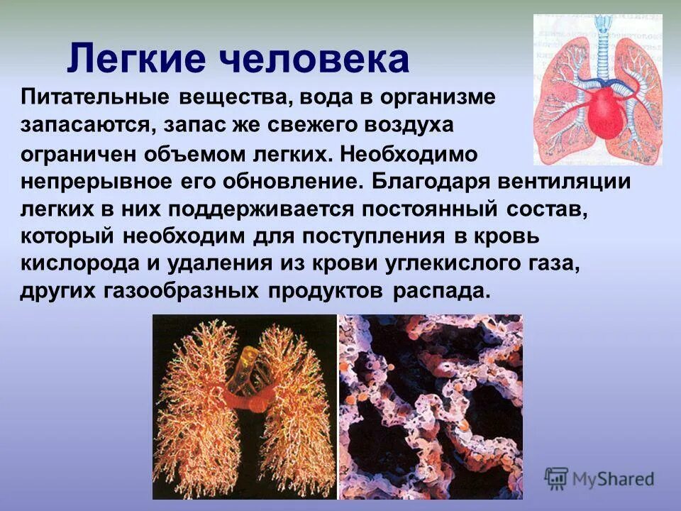 стеблевая часть луковицы это. запасное питательное вещество у бактерий. зачем живые организмы запасают питательные вещества. функции углеводов.