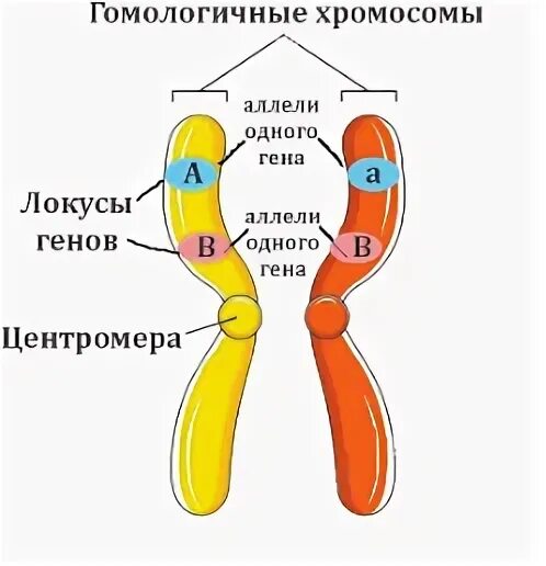 Парные гены гомологичных хромосом называют. Гомологичные хромосомы это в биологии. Место Гена на хромосоме называется. Парные гены гомологичных хромосом называют тест. Парные хромосомы называются