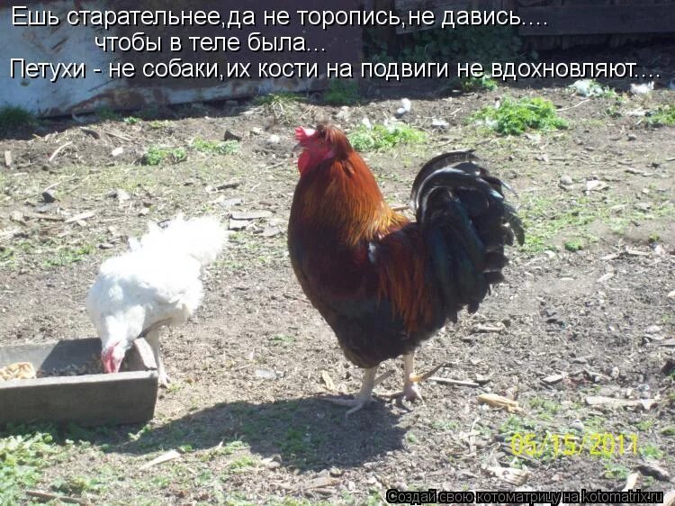 Петух по другому