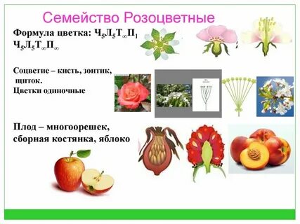 Формула персика