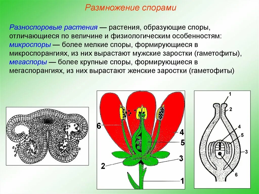 Размножение спорами. Размножение цветов. Растения образующие споры. Растения образующие цветки. Условия для размножения спорами