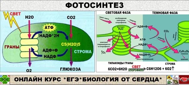 Co2 h2o фотосинтез. Схема фотосинтеза 10 класс биология. Схема фотосинтеза ЕГЭ. Схема фотосинтеза ЕГЭ биология. Световая и темновая фаза фотосинтеза.