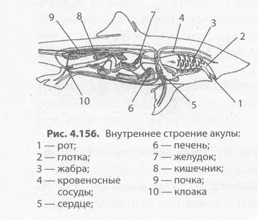 Строение акулы