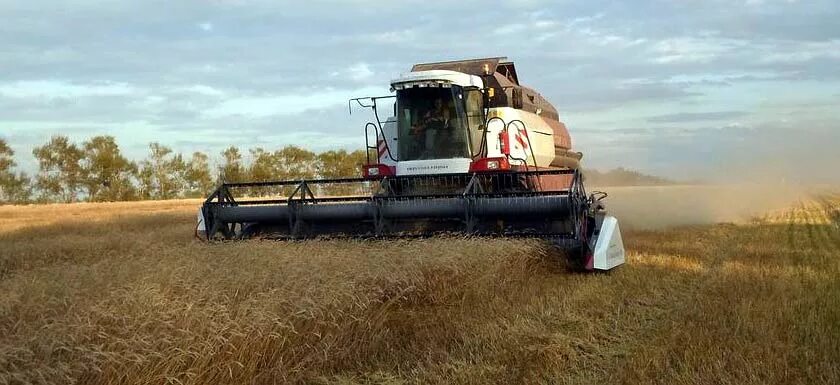 Двухфазный способ уборки. Однофазный способ уборки зерновых. Способы уборки пшеницы. Технология уборки зерновых культур. Уборка зерновых культур джон дир.