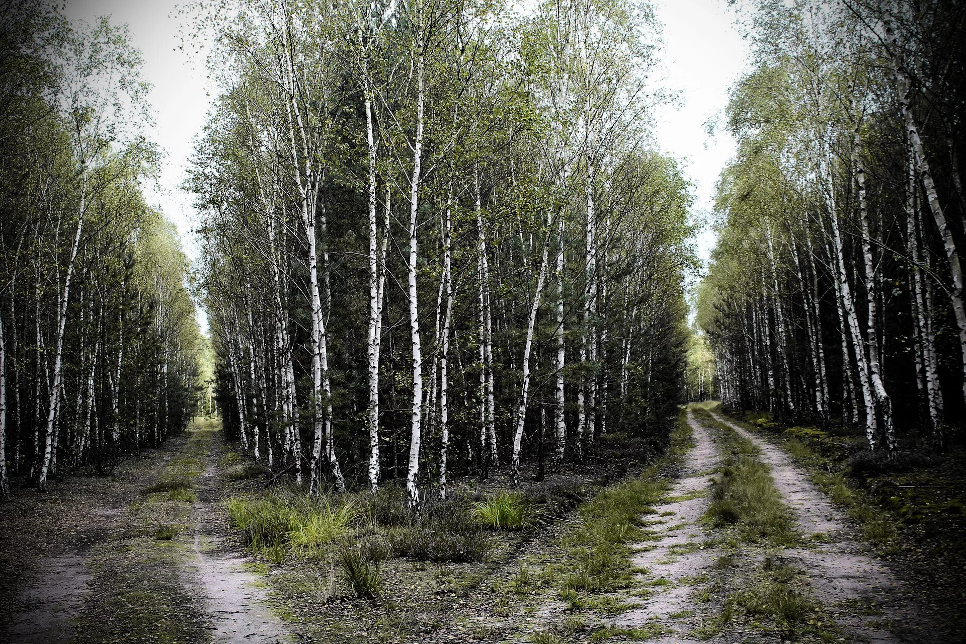 дорога в березовом лесу. береза пушистая ареал. экобаза «берёзовая роща». березовая роща кострома. лес березы.