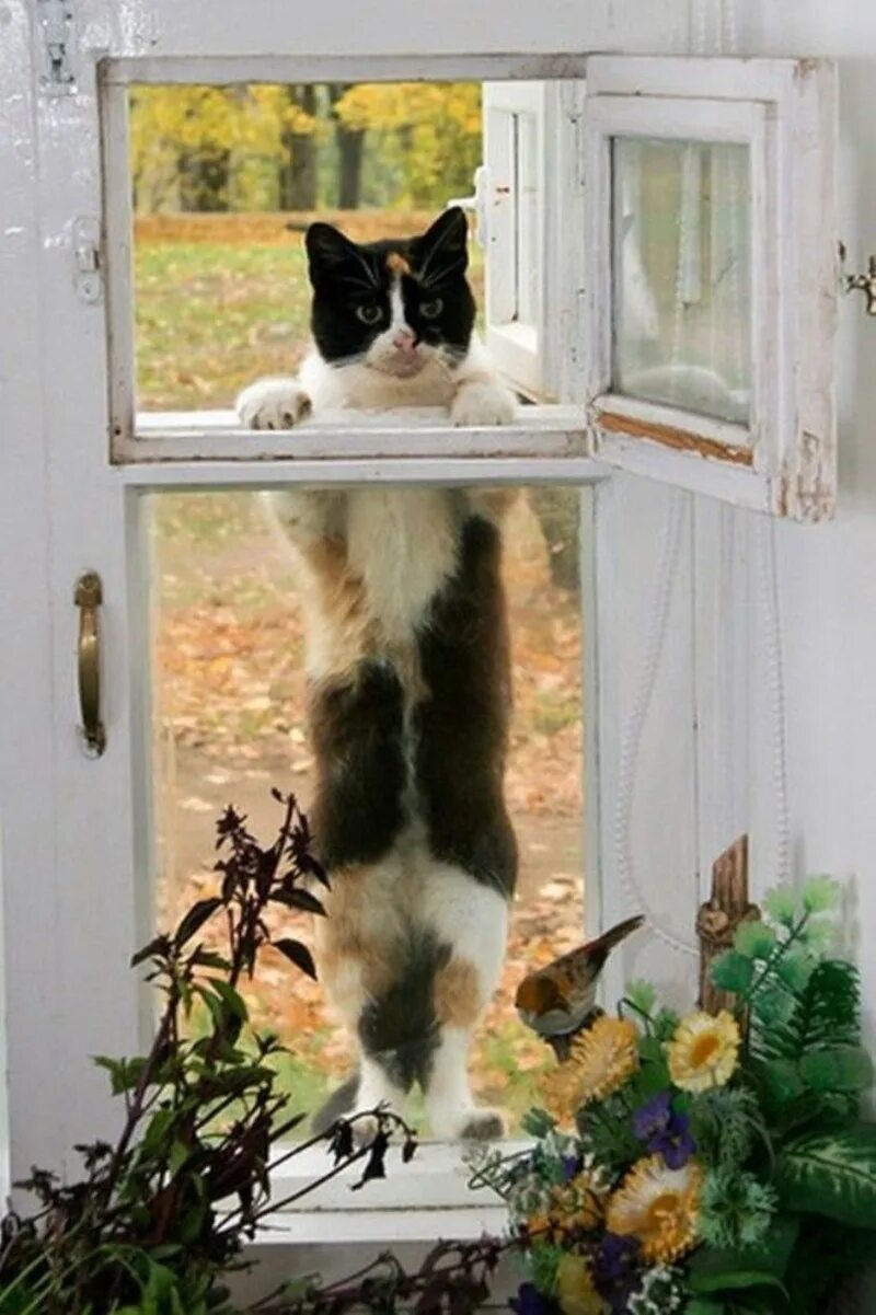 В окно весело играя. Кошки на окошке. Кот на окне. Кот в окошке. Котик у окна.