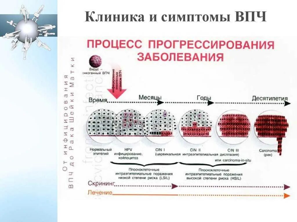 Как передается впч. Симптомы вируса папилломы впч. вирус папилломы признаки. вирус папилломы человека буклет. вирус папилломы человека симптомы.