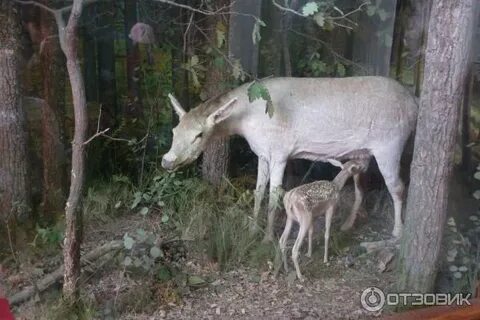Песков воронежский заповедник
