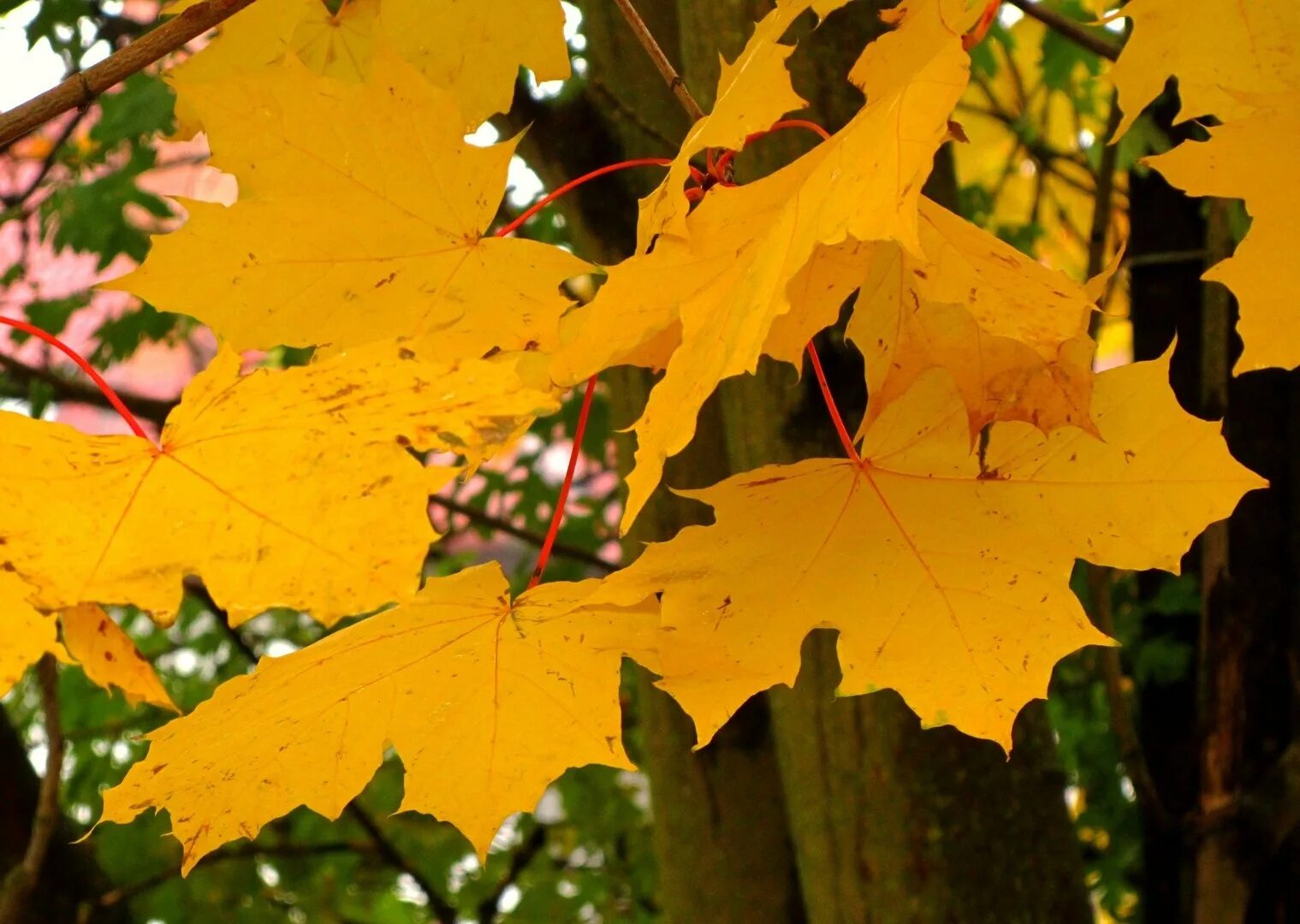 Старые фото пожелтевшие. Жёлтый лист осенний. Лукич желтые листья. Желтый лист клена. Желтые листочки кружатся.