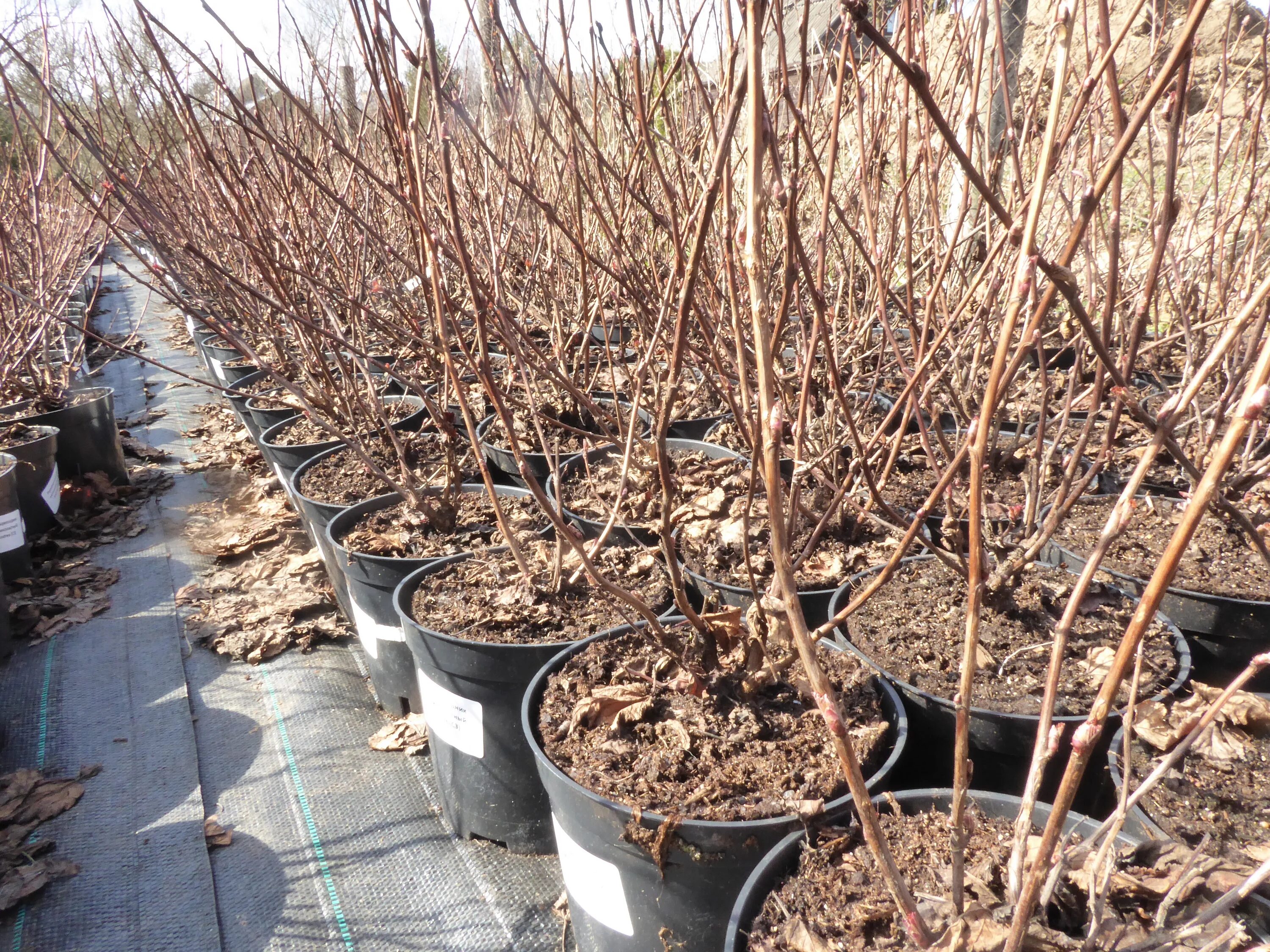 питомники кустов. мелехово питомник растений. императорский лесопитомник. грин плант питомник растений. можжевельник империал гарден.