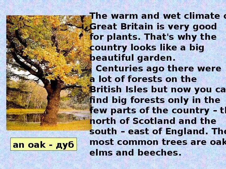 Flora and fauna of the british isles. Flora and fauna of great britain презентация. фауна великобритании деревья на английском.