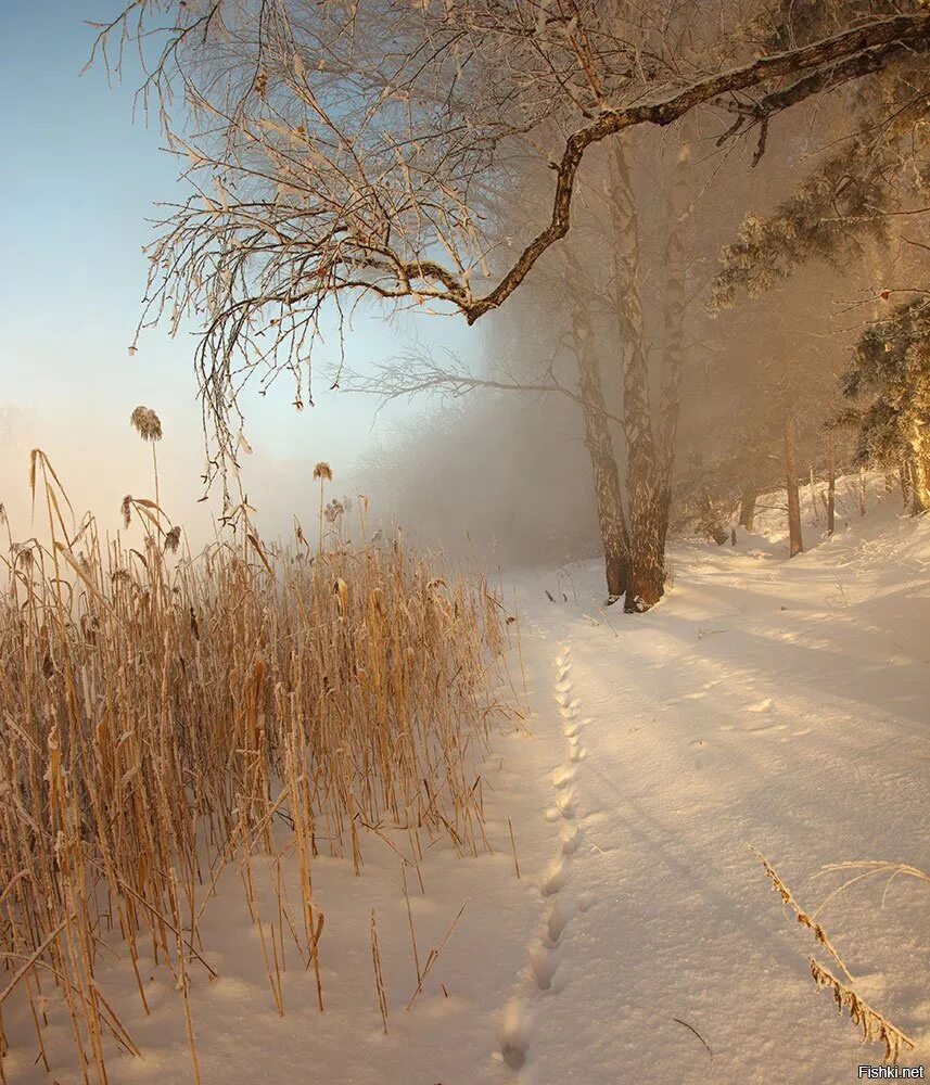 Утро зима картинки. Зимнее утро. Утренняя зима. Утро зима. Морозное солнечное утро.