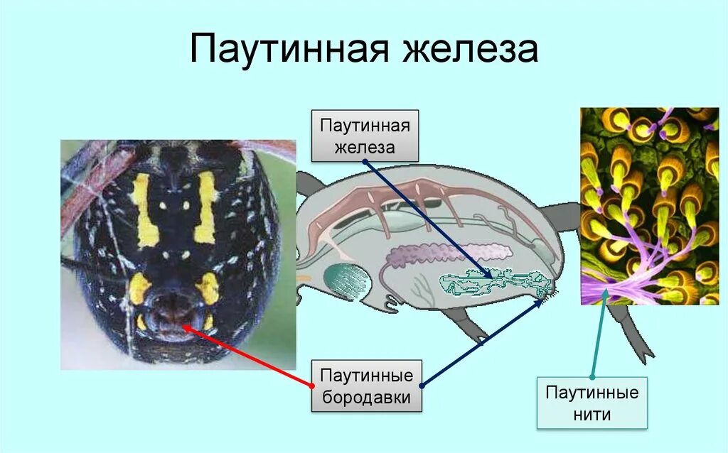 Паук строение паутинные железы. Строение паука паутинные бородавки. Паутинные бородавки паука крестовика. Паутинные бородавки у паукообразных. Паукообразные паутинные железы