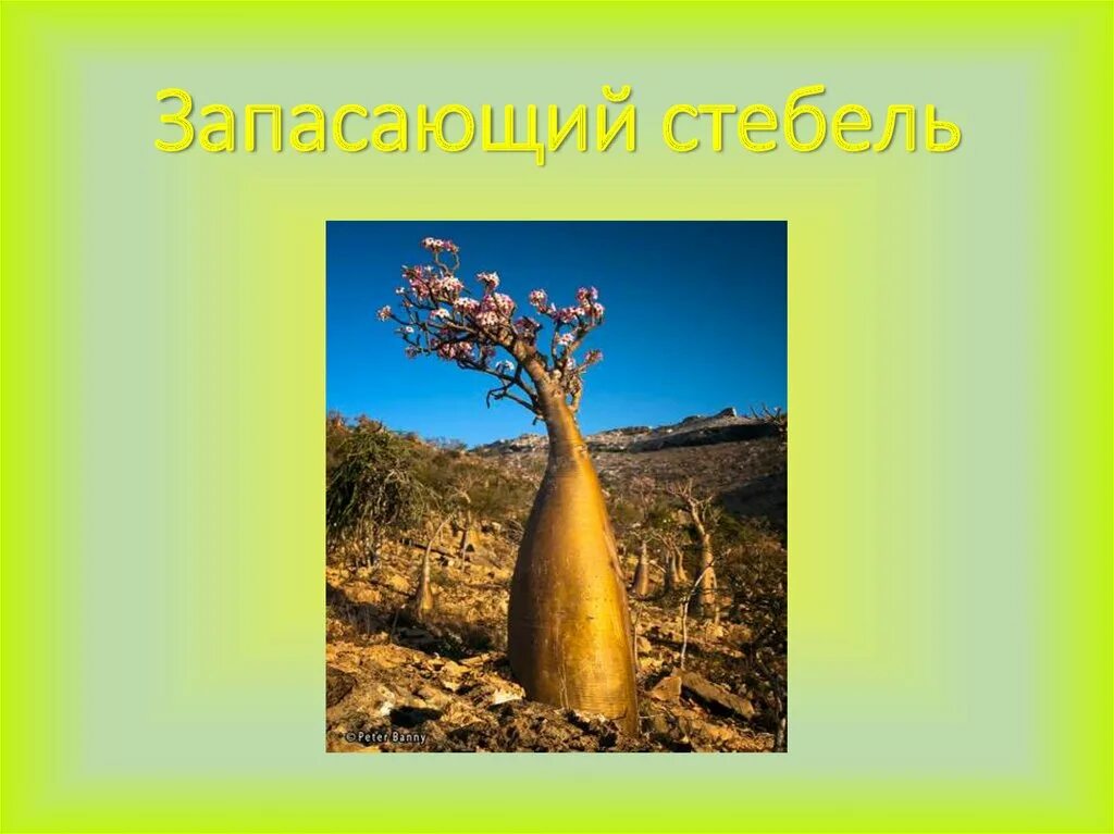 Водные растения запасают воду. Запасающие стебли. Запасающие стебли растений. Растения которые запасают воду. Растения которые запасают влагу.