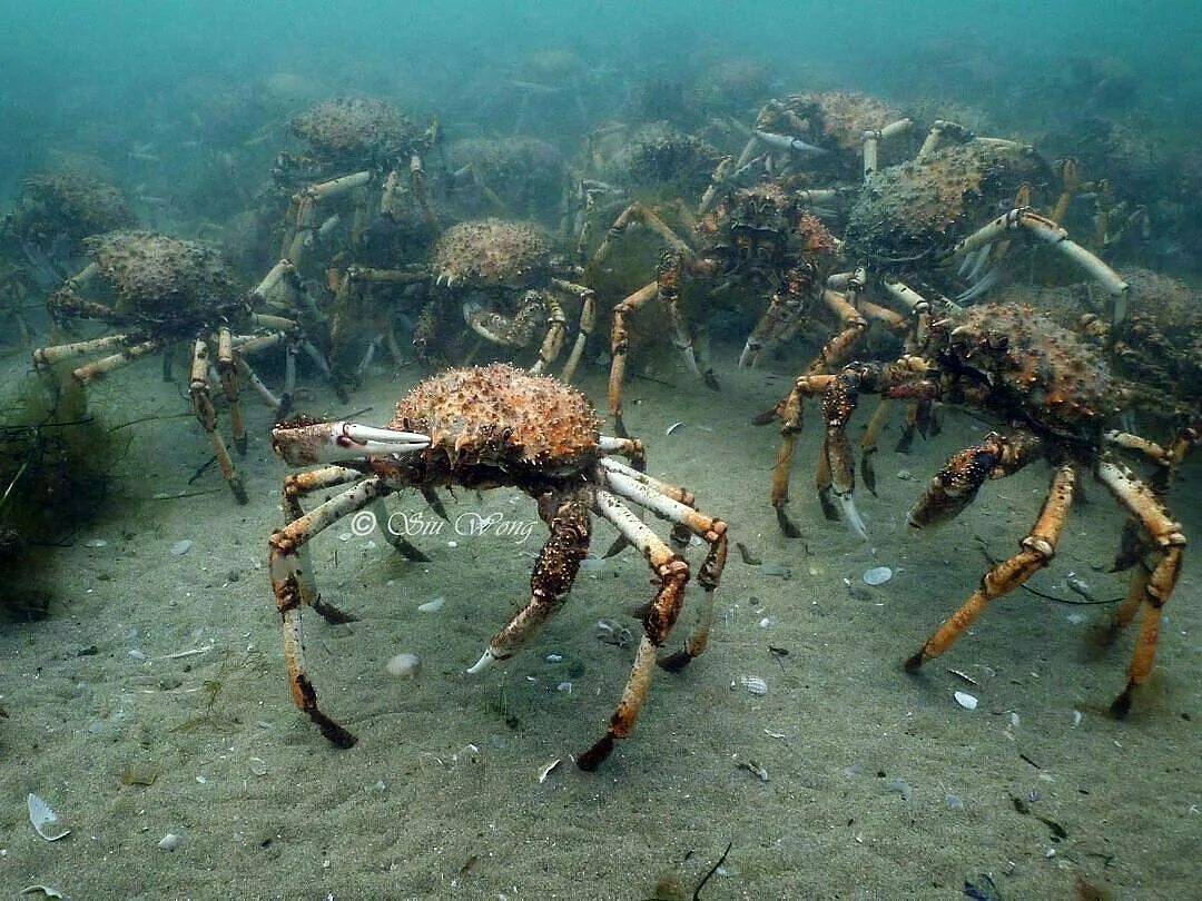 Камчатский краб в воде. Тасманский Королевский краб. Краб Оленевка. Кайо Коко Крабы. Камчатский краб ракообразные Тихого океана.