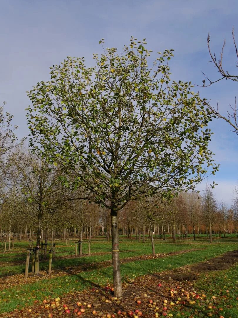 Яблоня Malus domestica. Malus domestica дерево. Яблоня Мельба крона. Яблоня Мельба Malus domestica. Вид яблони домашней