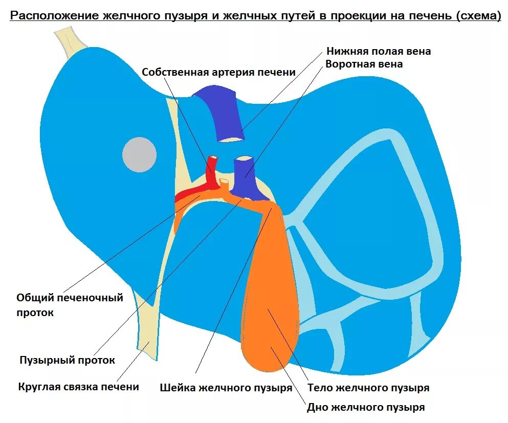 В ворота печени входят. Ворота печени анатомия. Ворота печени анатомия схема.