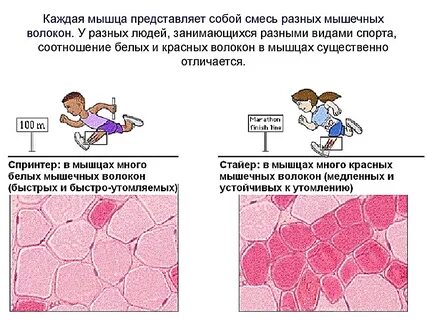 Разные типы мышечных волокон