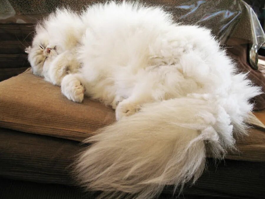 It name is fluffy
