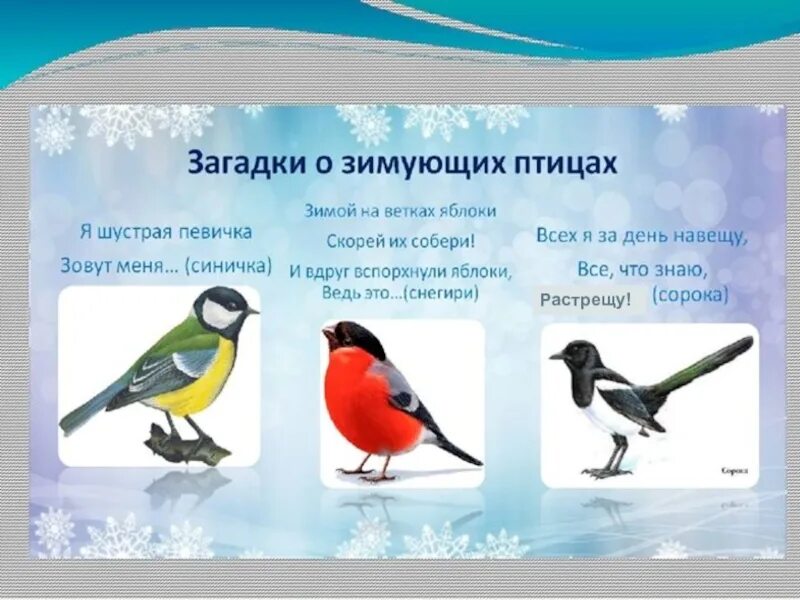 Зимуют группами. Загадки про птиц. Зимующие птицы для дошкольников. Загадки про зимующих птиц для детей. Загадки про зимних птиц.